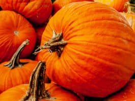 The enchanted pumpkin and its 1000 qualities