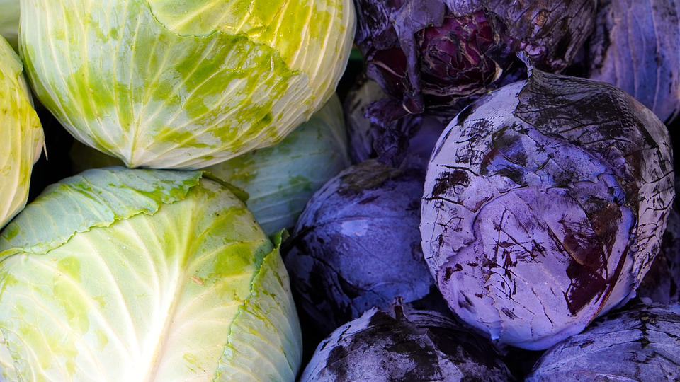 Raw cabbage makes us long-lived