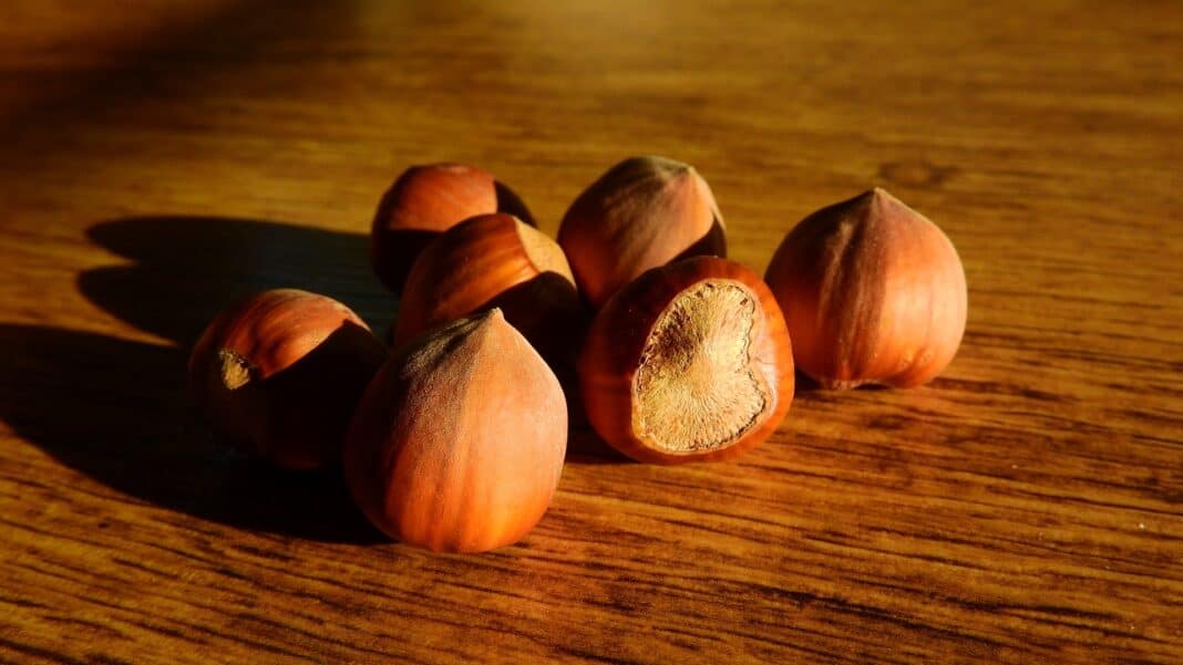 Hazelnuts, source of vegetable protein