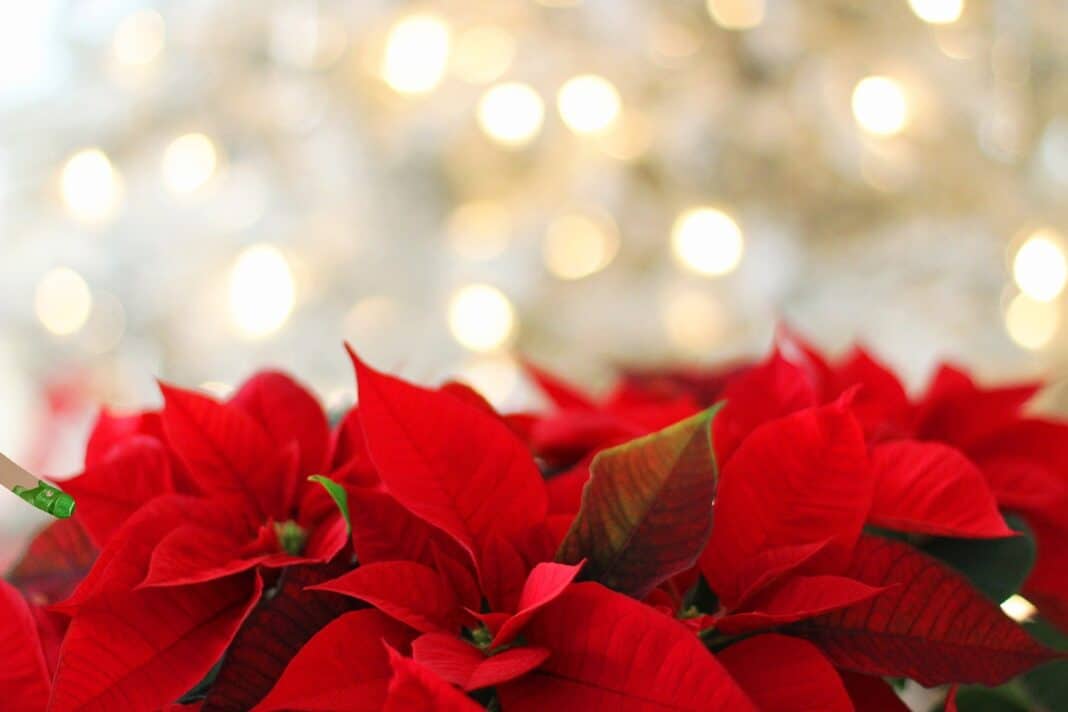 Poinsettia, the flower of the Christmas holidays
