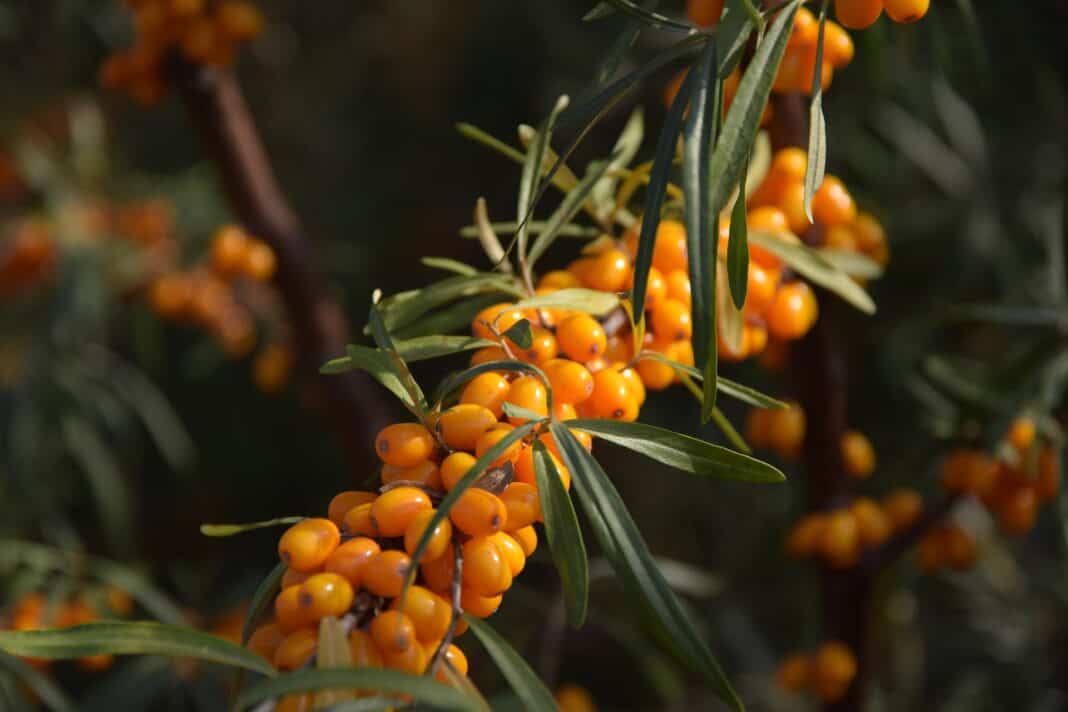 Sea buckthorn recommended in the cold season