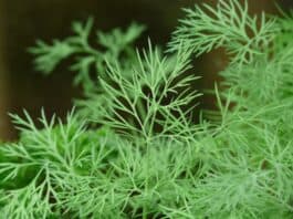 The dill plant with healing effects