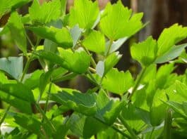 The lovage should not be missing from the garden