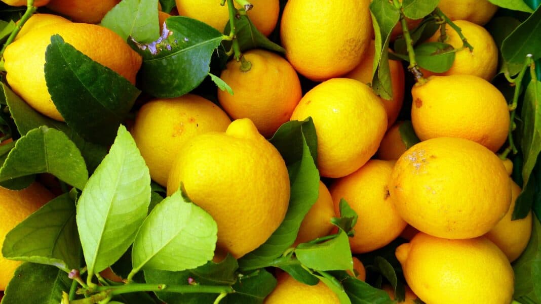 Lemon therapy