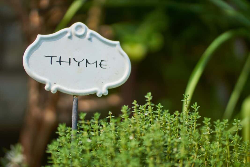 10 remedies with thyme tea
