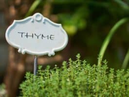 10 remedies with thyme tea