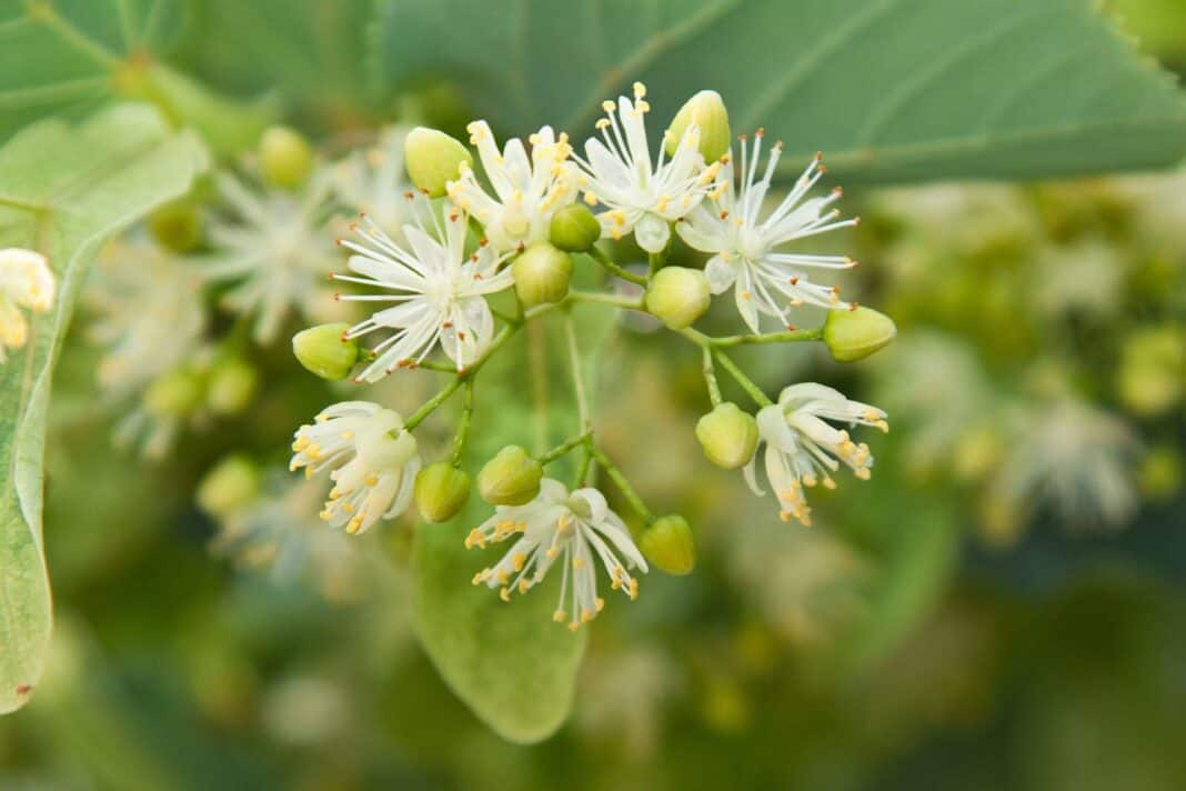 Perfume of lime blossoms
