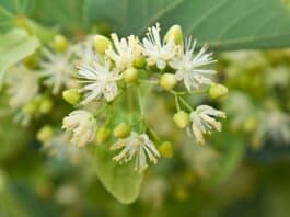 Perfume of lime blossoms