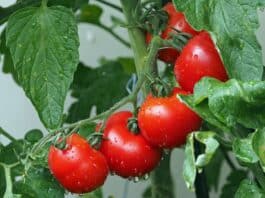 Tomatoes for health and beauty