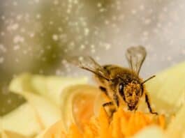 Pollen nature's precious gift