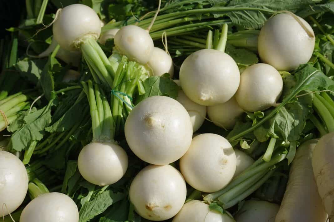 Why choose turnips