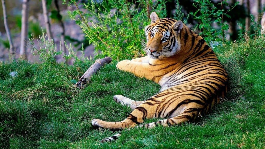 Tigrul - Anul Iepurelui de Apa 2023