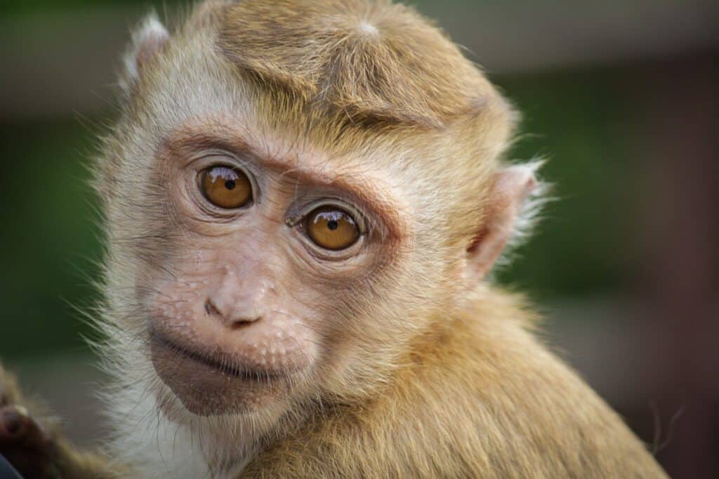 Maimuta - Anul Iepurelui de Apa 2023