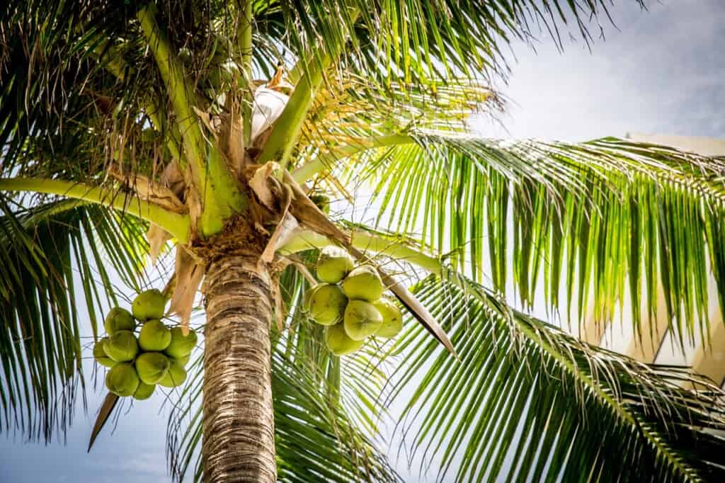 8 lucruri pe care nu le stiai despre nuca de cocos